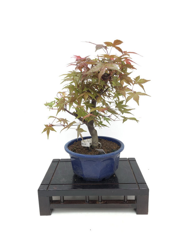 Bonsai Acer Palmatum en Deshojo