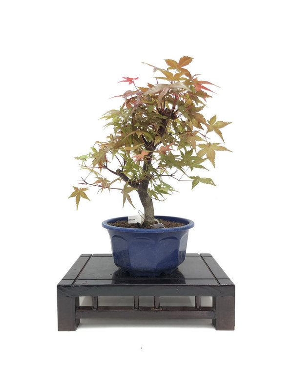Bonsai Acer Palmatum en Deshojo