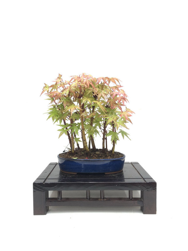 Bonsai Acer Palmatum Yamamomiji