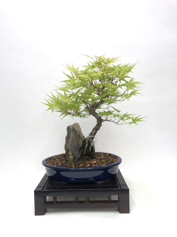 Bonsai Acer Palmatum Arakawa