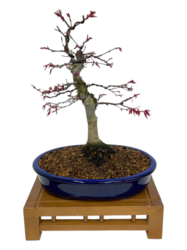 Bonsai Acer Palmatum Deshojo boja-3872