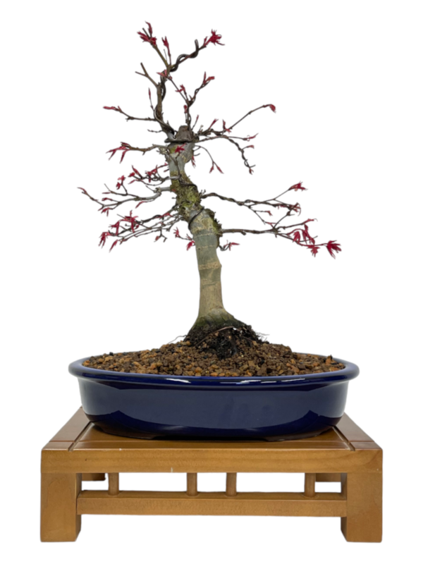 Bonsai Acer Palmatum Deshojo boja-3872