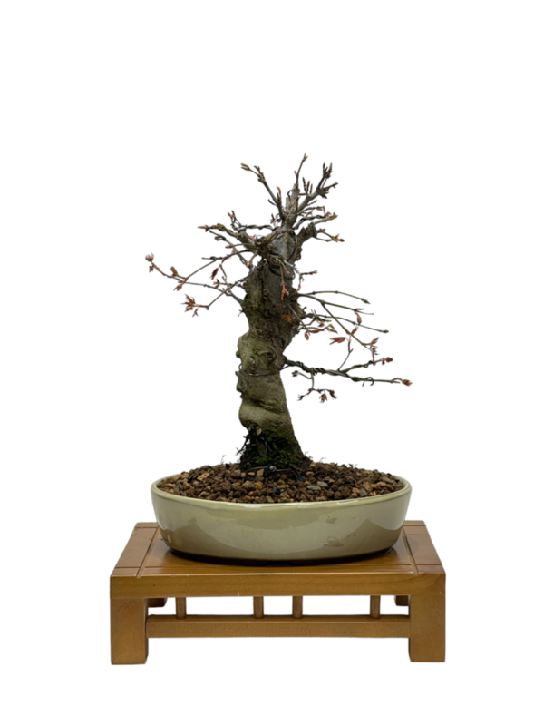 Bonsai Acer Palmatum Yamamomiji (boja-3892)