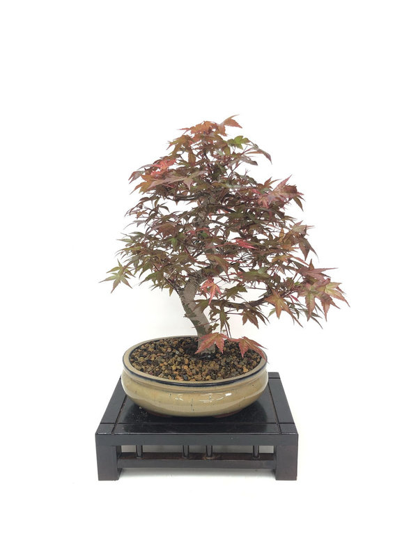 Bonsai Acer Palmatum