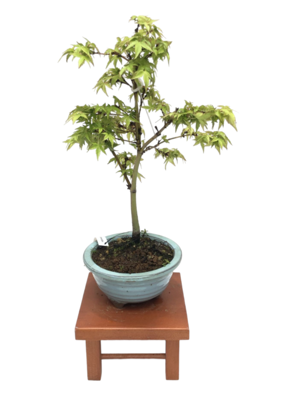 Bonsai Acer Palmatum Kiyohime