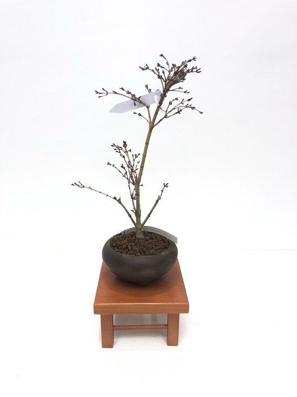 Bonsai Acer Palmatum Kiyohime