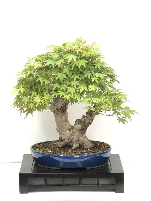 Bonsai Acer Palmatum Yamamomiji