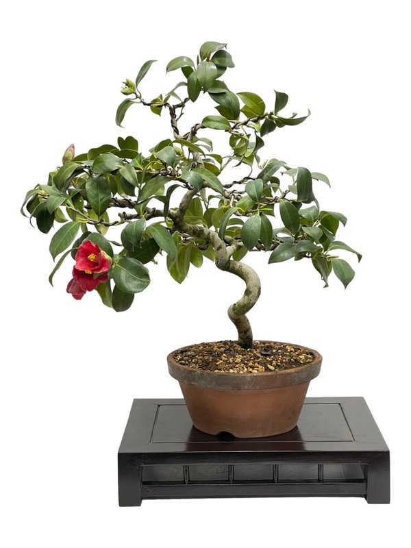 Bonsai Camellia Japónica