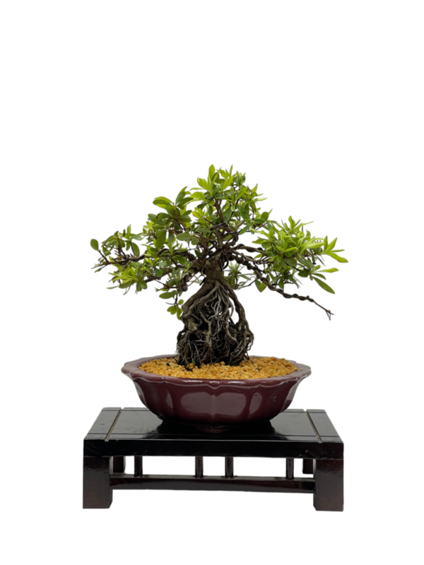 Bonsai Rhododendron Indicum (boja-3579)