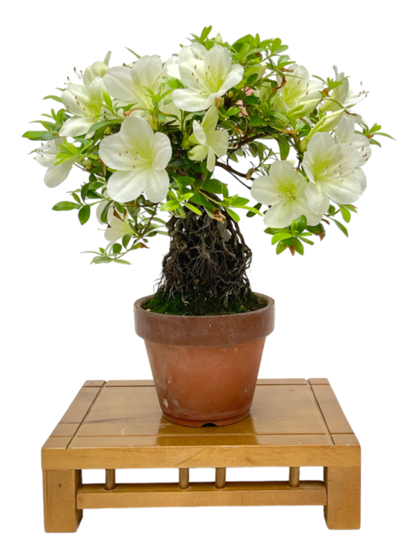 Bonsai Rhododendron Indicum (boja-3579)