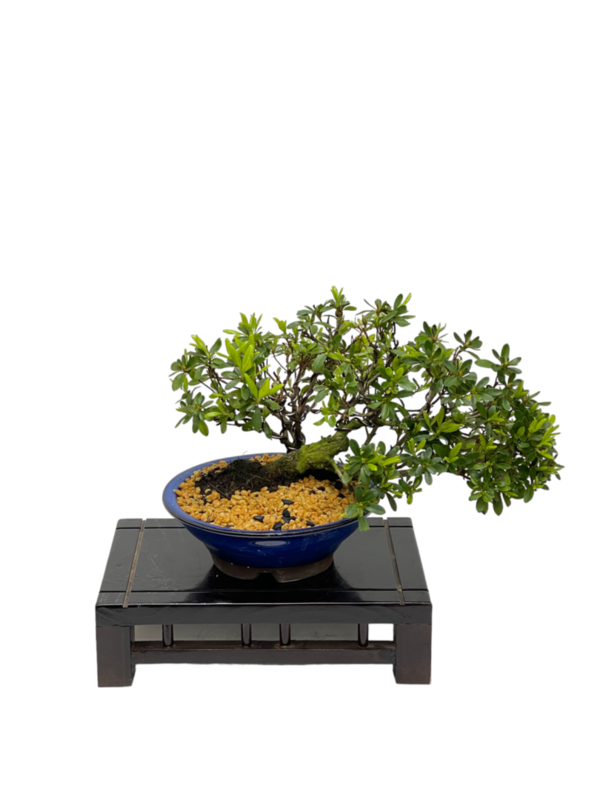 Bonsai Rhododendron Indicum (boja-3589)