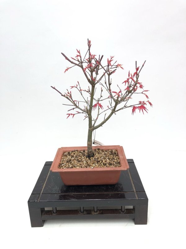 Bonsai Acer Palmatum Deshojo