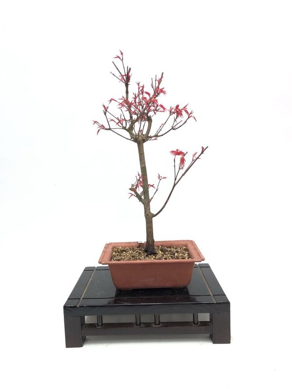 Bonsai Acer Palmatum Deshojo