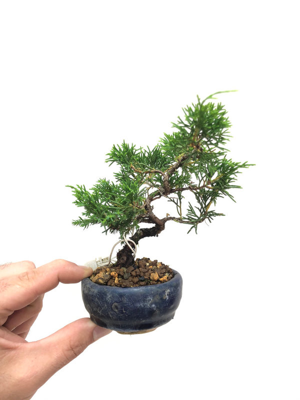 Bonsai Juniperus Chinensis Ito