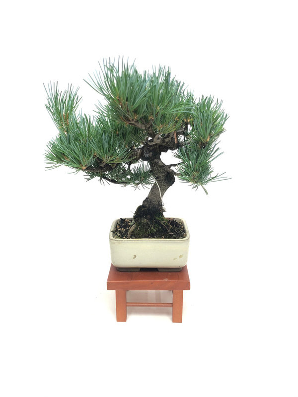 Bonsai Pinus Pentaphylla