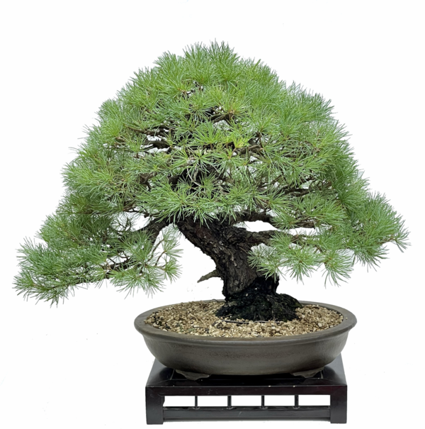 Bonsai Pinus Pentaphylla EJEMPLAR