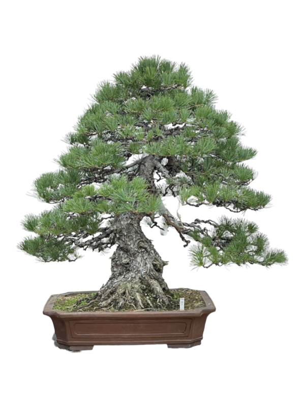 Bonsai Pinus Pentaphylla EJEMPLAR