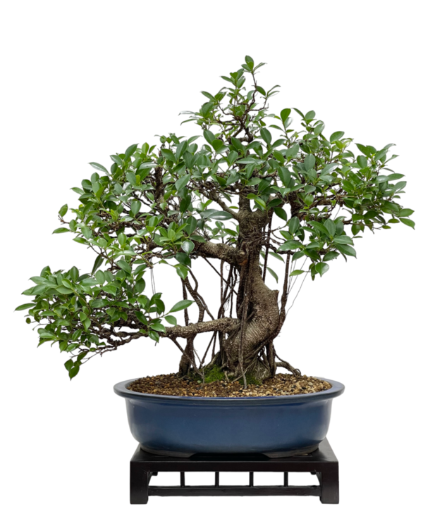 Bonsai Ficus Retusa