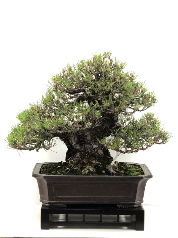 Bonsai Pinus Thunbergii EJEMPLAR
