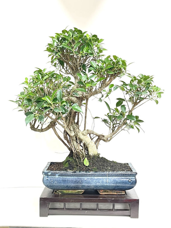 Bonsai Ficus Retusa 20 años