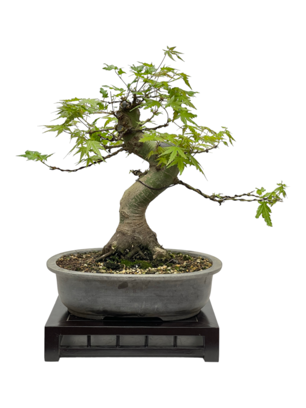Bonsai Acer Palmatum 22 años