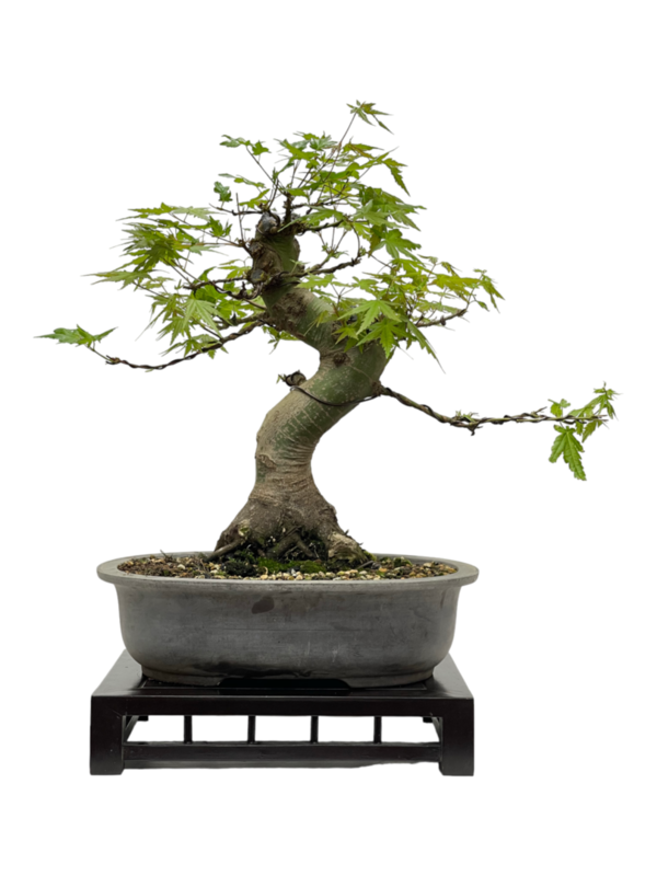 Bonsai Acer Palmatum 22 años