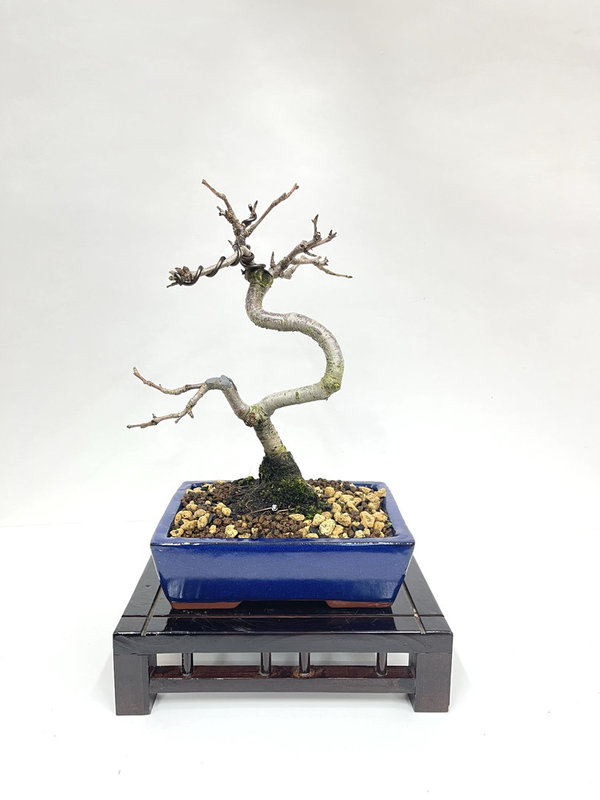 Bonsai Prunus Mahaleb (cerezo de santa lucia)