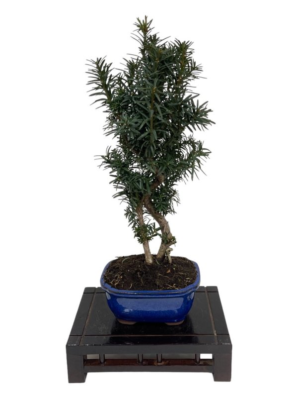 Bonsai Taxus Baccata 9 años