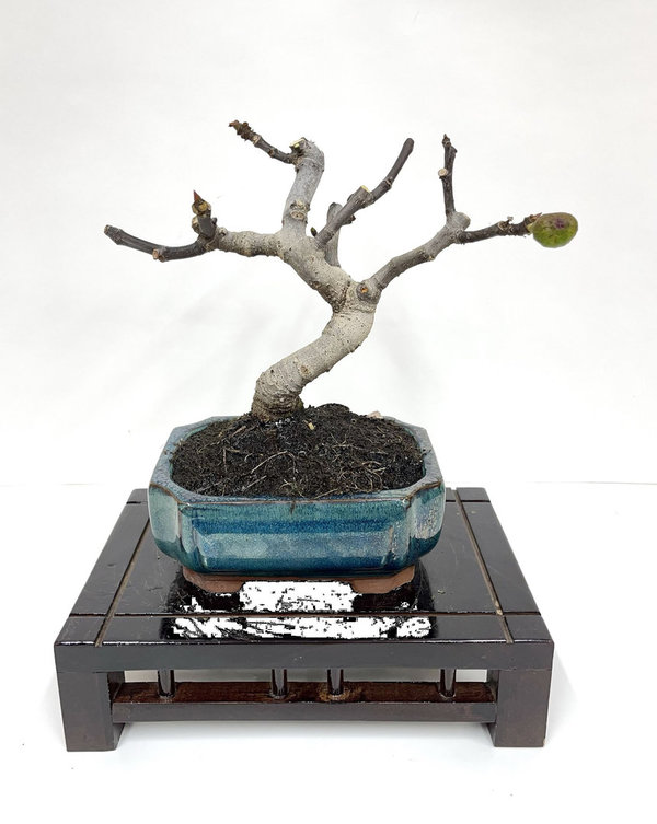 Bonsai Ficus Carica 9 años
