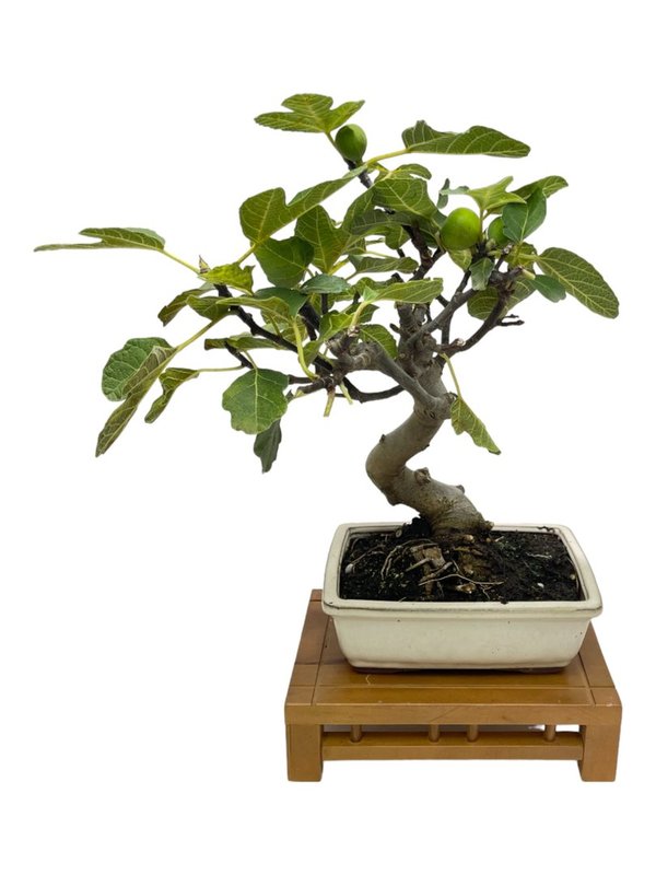 Bonsai Ficus Carica 12 años