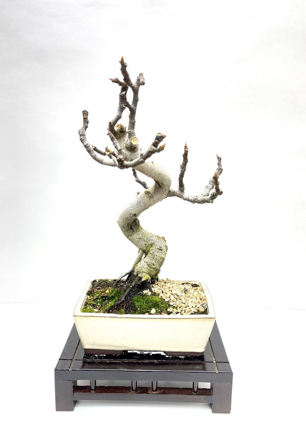 Bonsai Ficus Carica 12 años