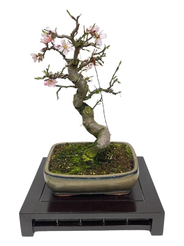 Bonsai almendro (Prunus Dulcis) 23 años
