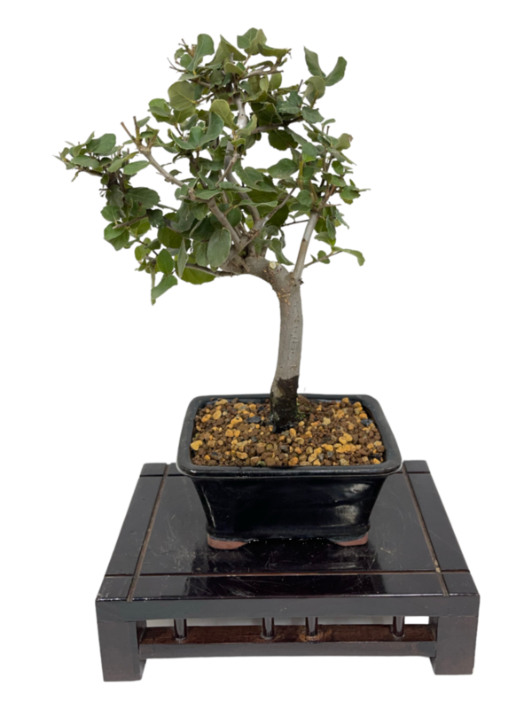 Bonsai Quercus de 9 años