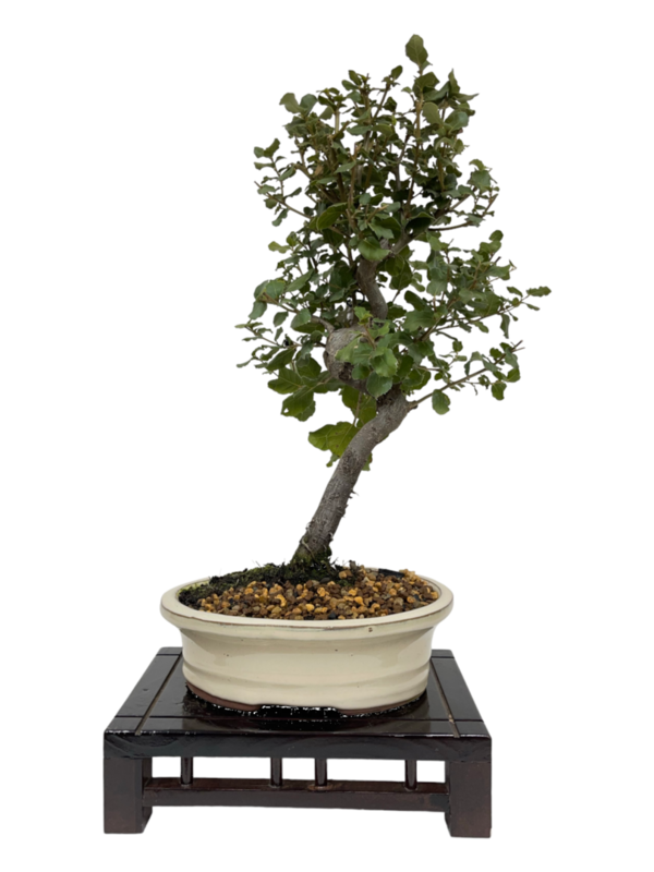 Bonsai Quercus de 10 años