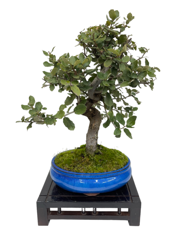 Bonsai Quercus 12 años