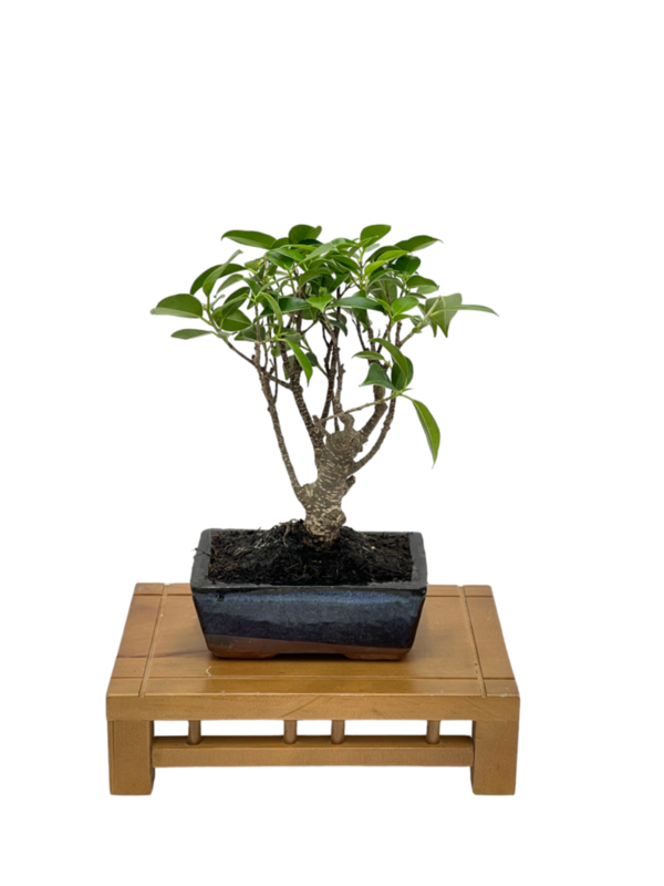 Bonsai Ficus retusa de 5 años