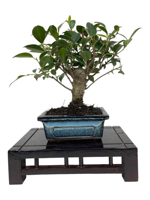Bonsai Ficus retusa de 5 años