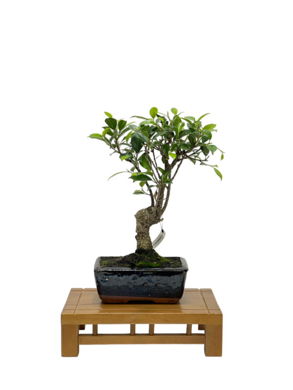Bonsai Ficus retusa de 5 años (boinre-05-5)