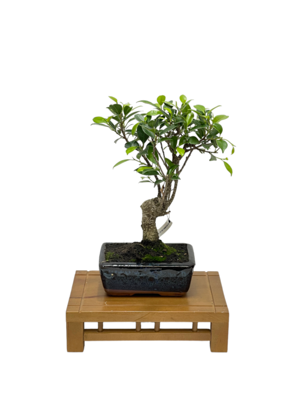 Bonsai Ficus retusa de 5 años (boinre-05-5)