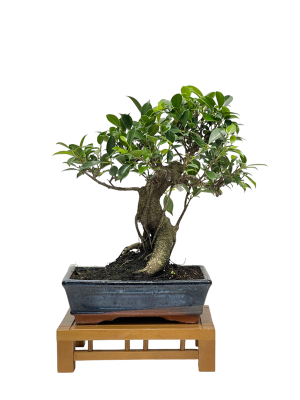 Bonsai Ficus retusa 10 años (boinre-10-3)