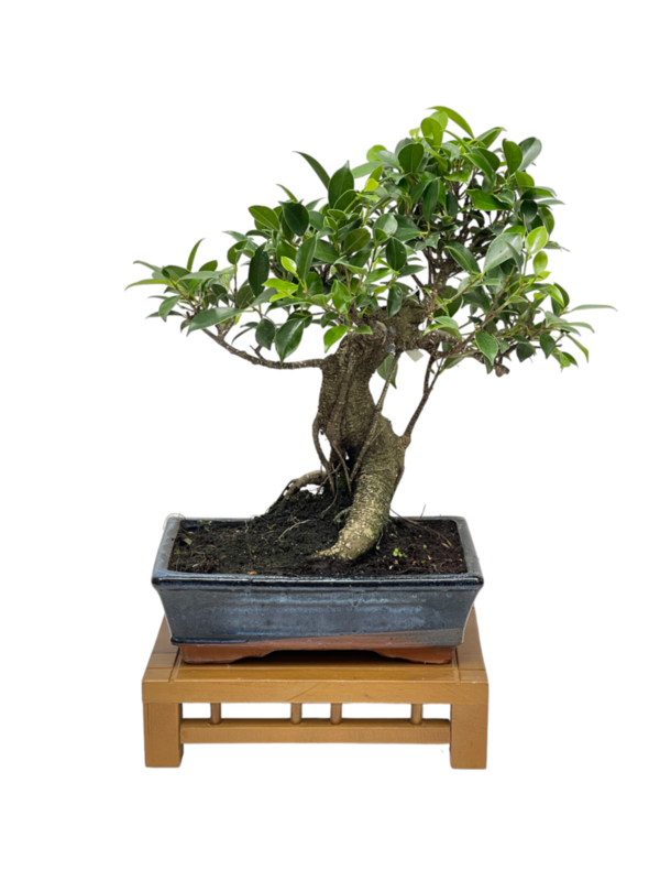 Bonsai Ficus retusa 10 años (boinre-10-3)