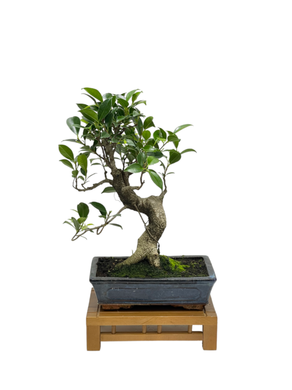 Bonsai Ficus retusa 10 años (boinre-10-4)