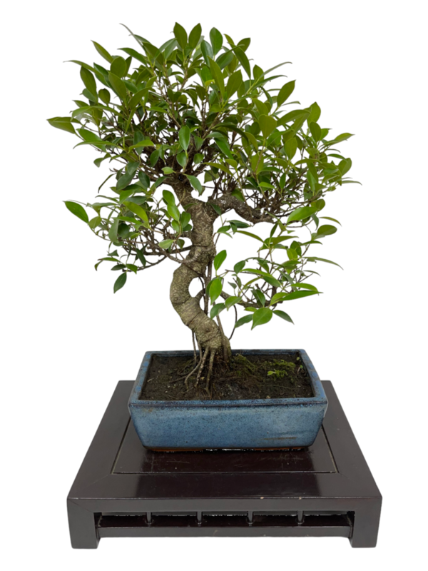 Bonsai Ficus retusa 10 años