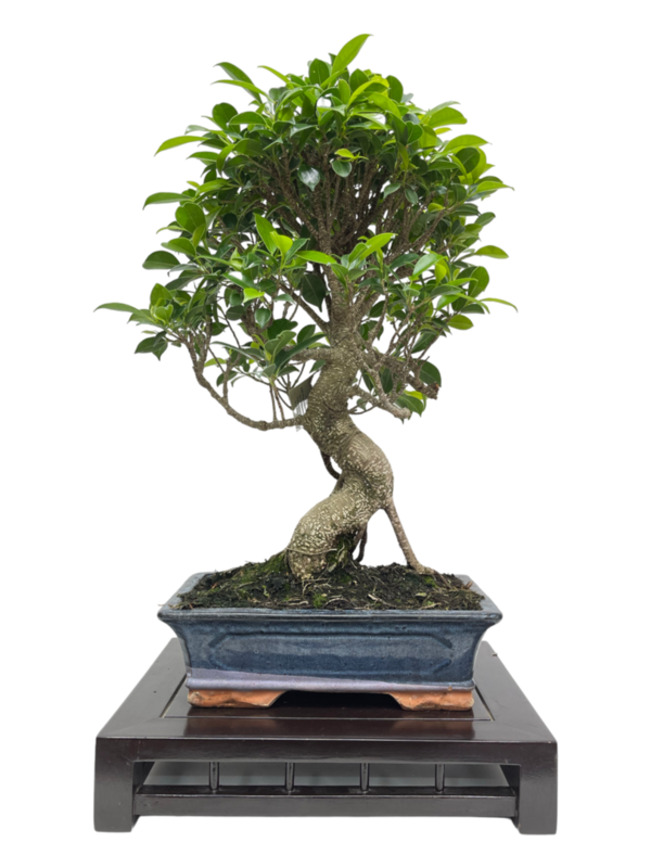 Bonsai Ficus retusa de 16 años