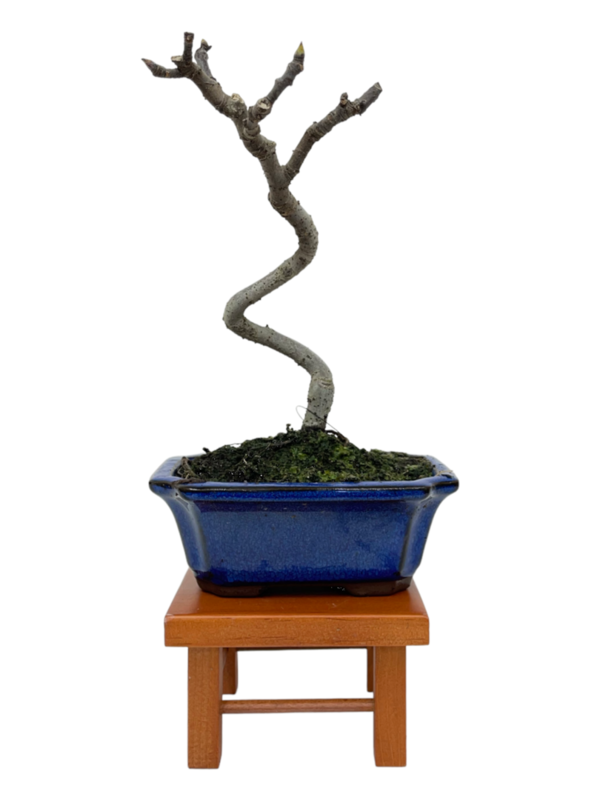 Bonsai Ficus Carica 7 años