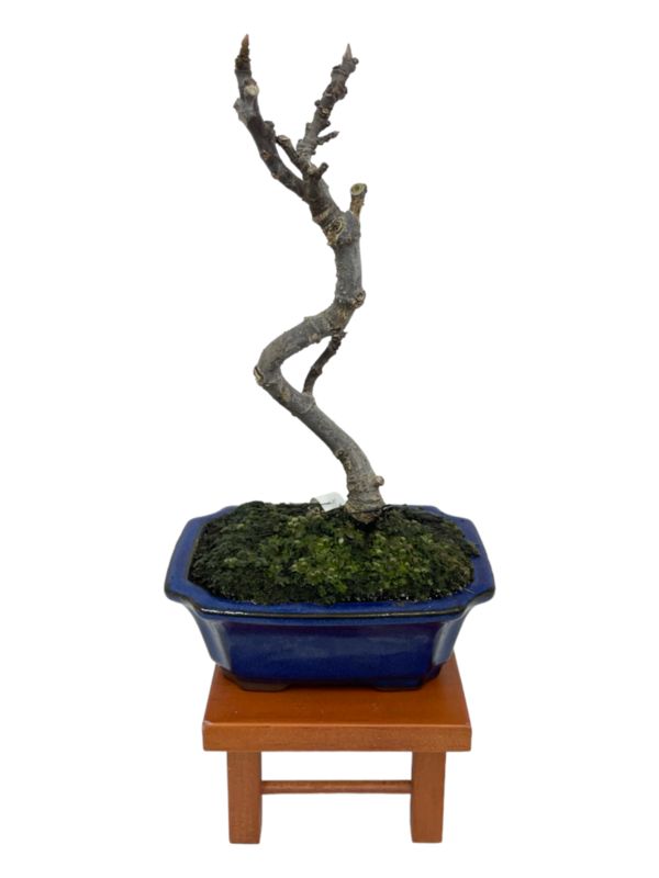 Bonsai Ficus Carica 7 años