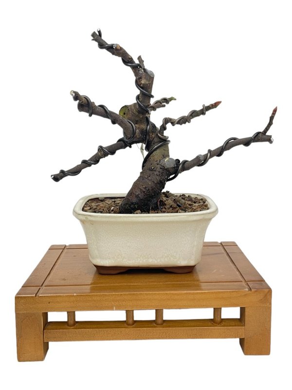 Ficus Carica 8 años