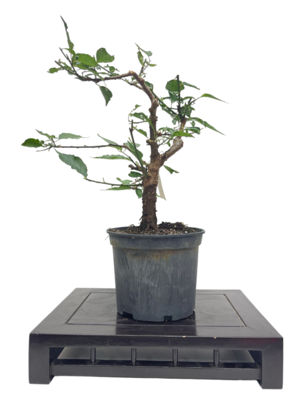 Bonsai Prunus Mume de 19 años