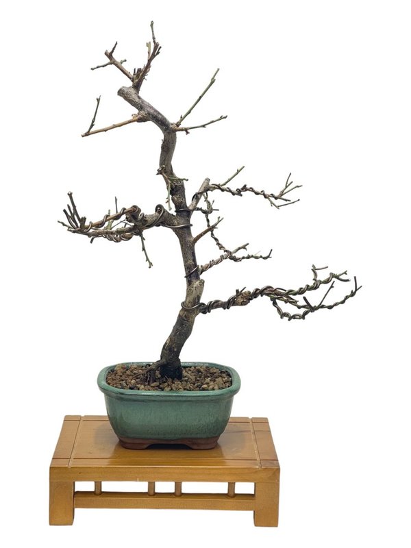 Bonsai Prunus Mume de 19 años