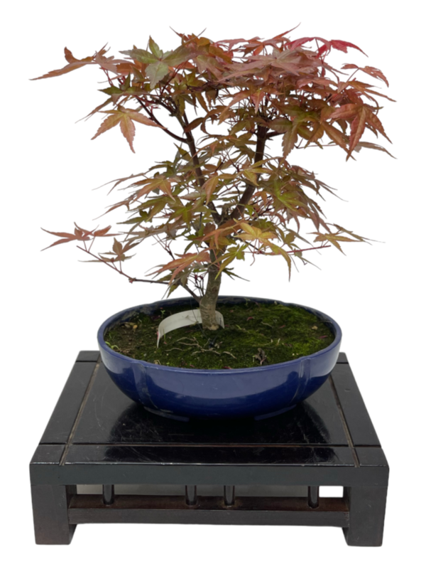 Bonsai Acer Palmatum Deshojo 10 años